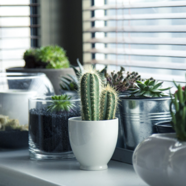 How to care for your succulents in winter