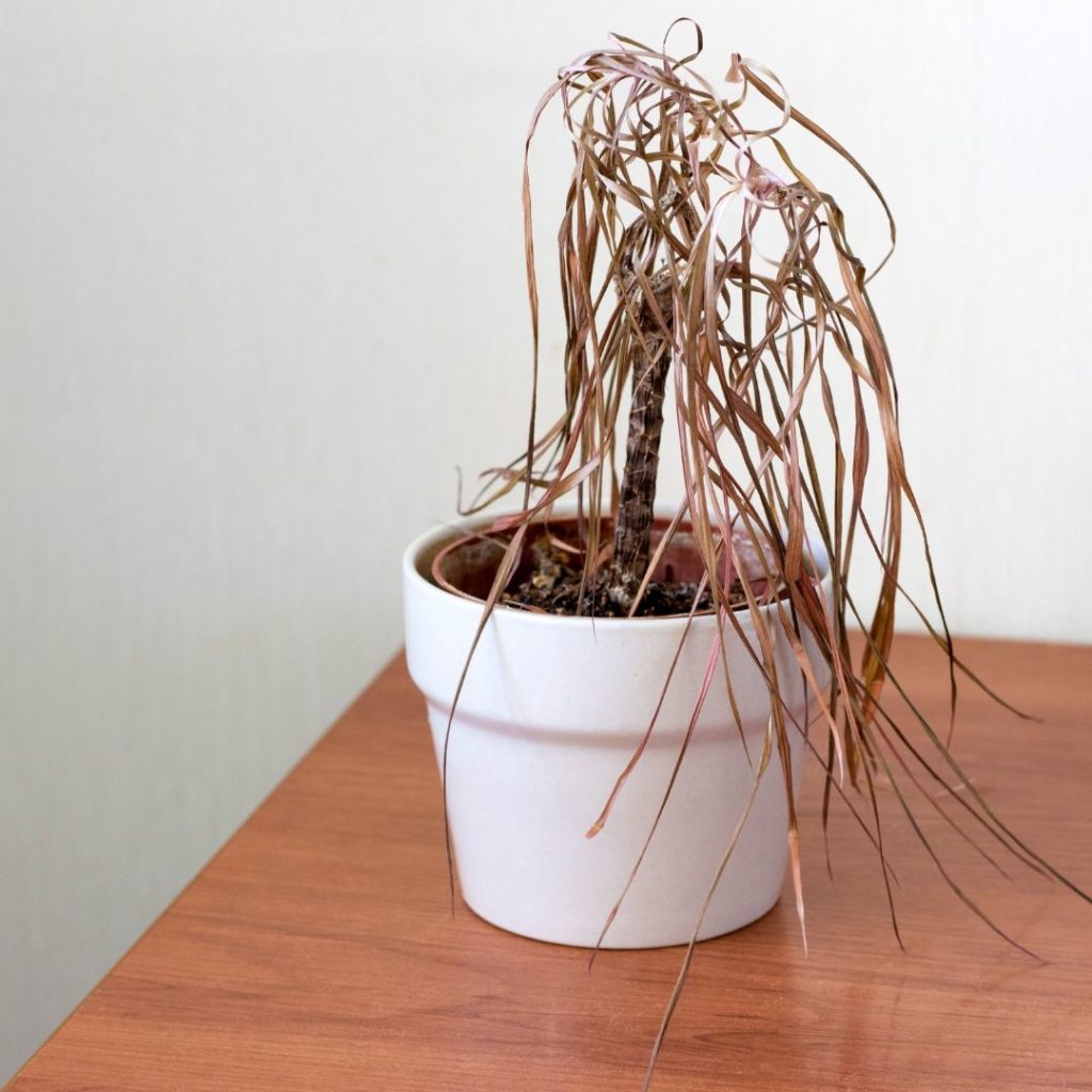 How to care for plants dead