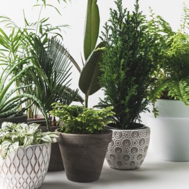 Guide to low light indoor plants