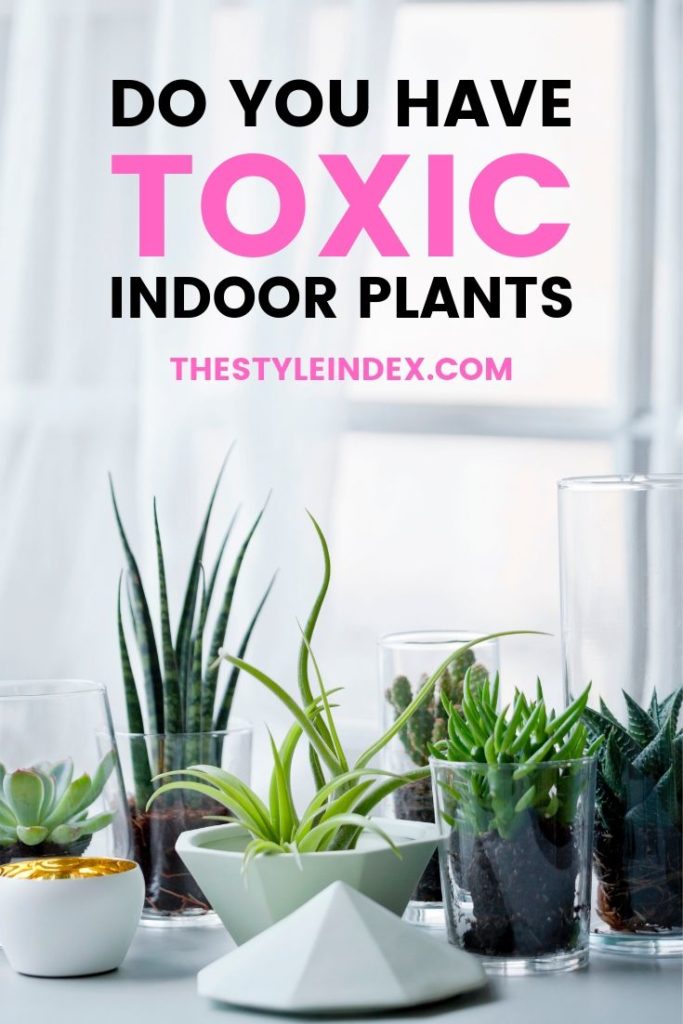 Toxic indoor plants