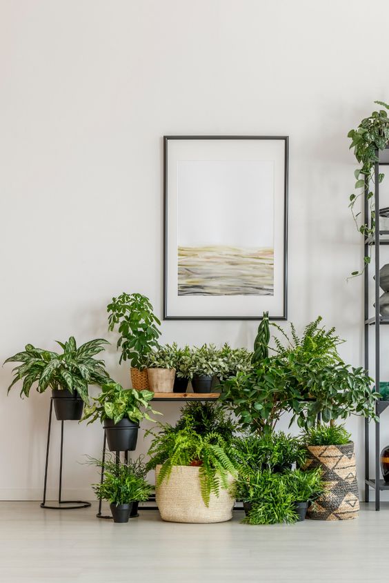 Indoor plant garden ideas