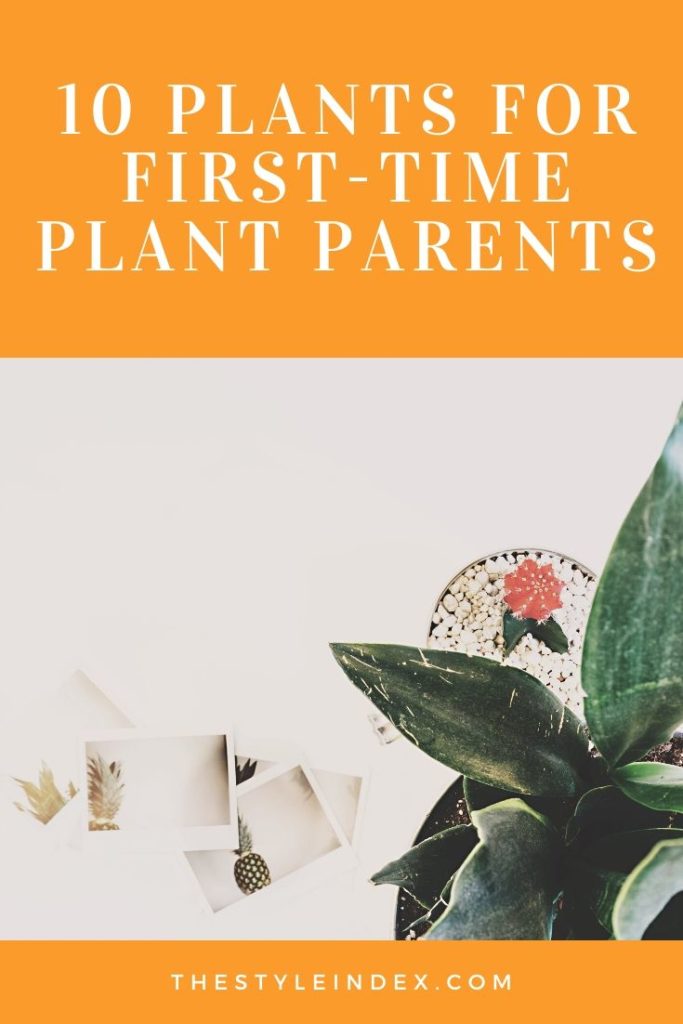 10 plants for first-time plant parents