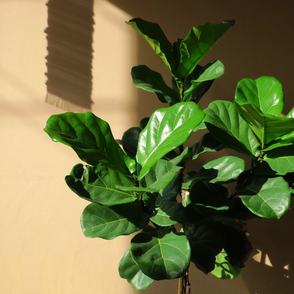 how to care for a fiddle leaf fig