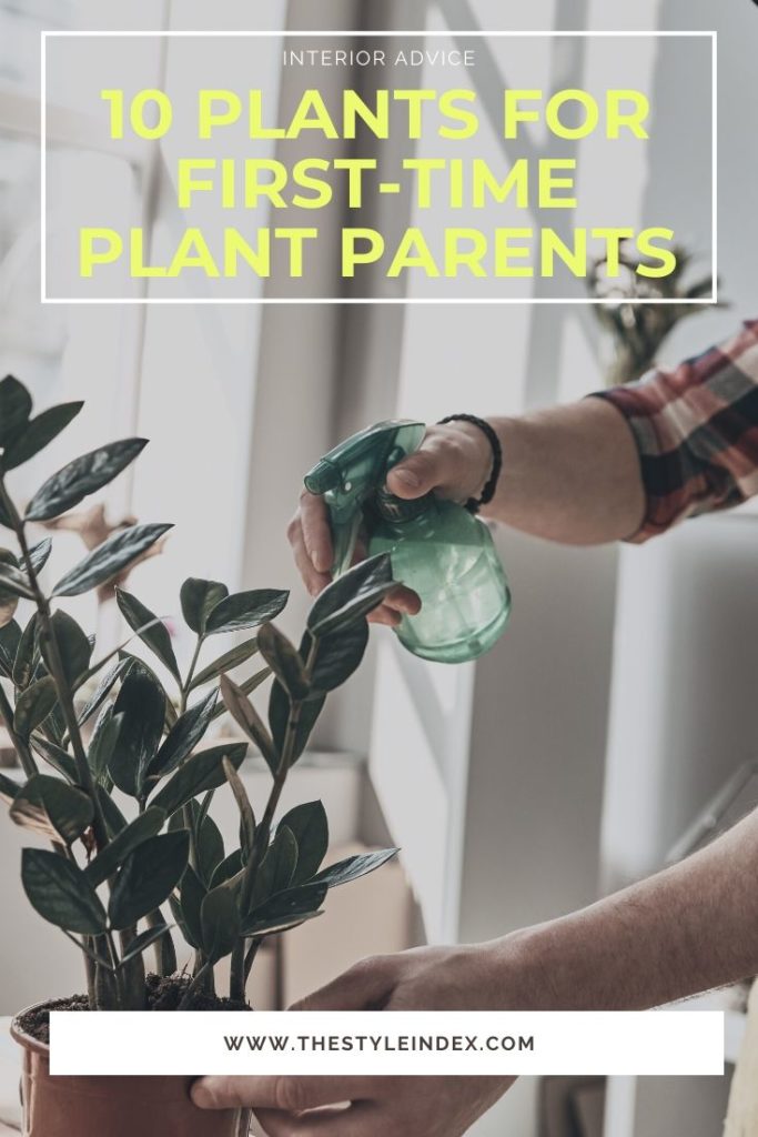 10 plants for first-time plant parents
