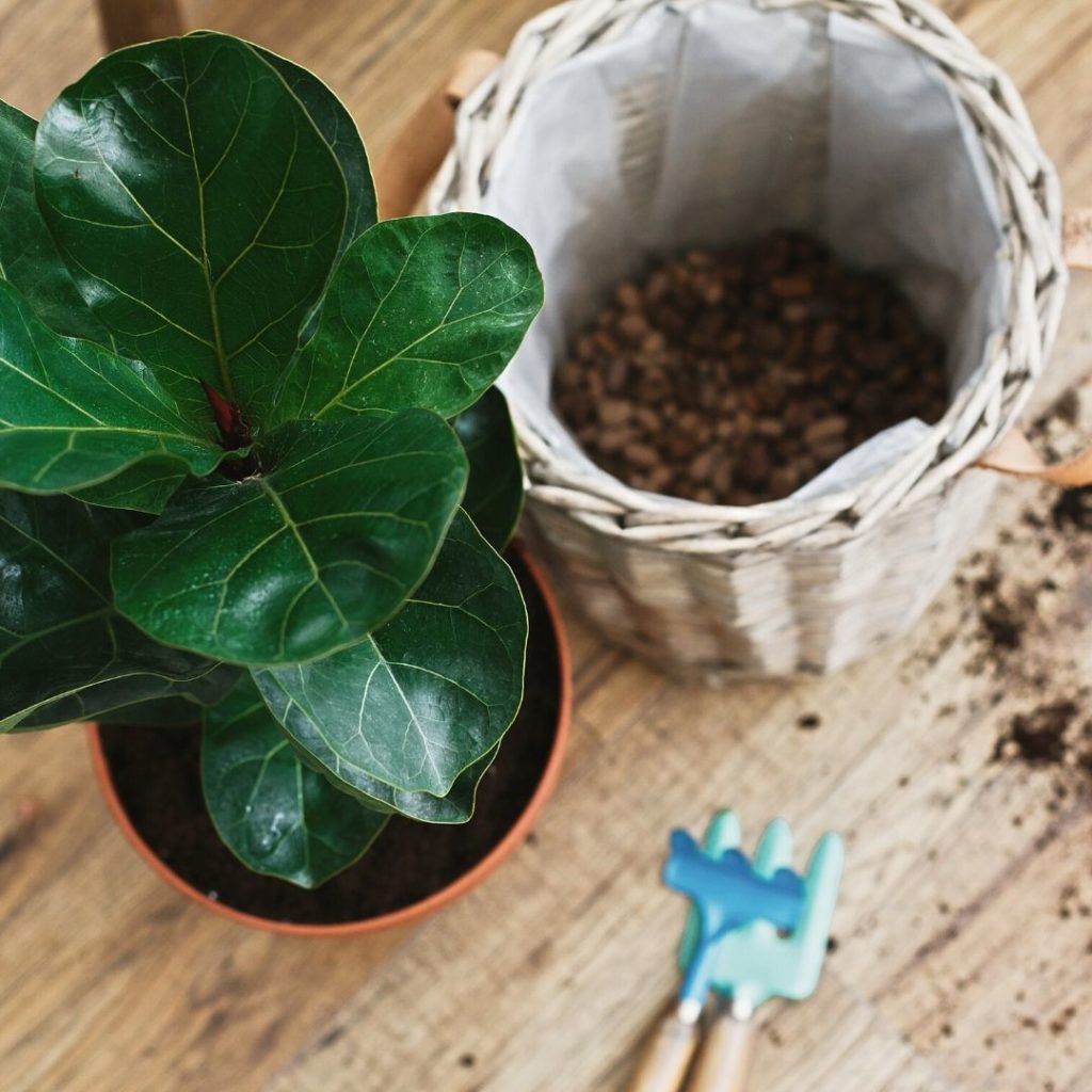 how to care for a fiddle leaf fig