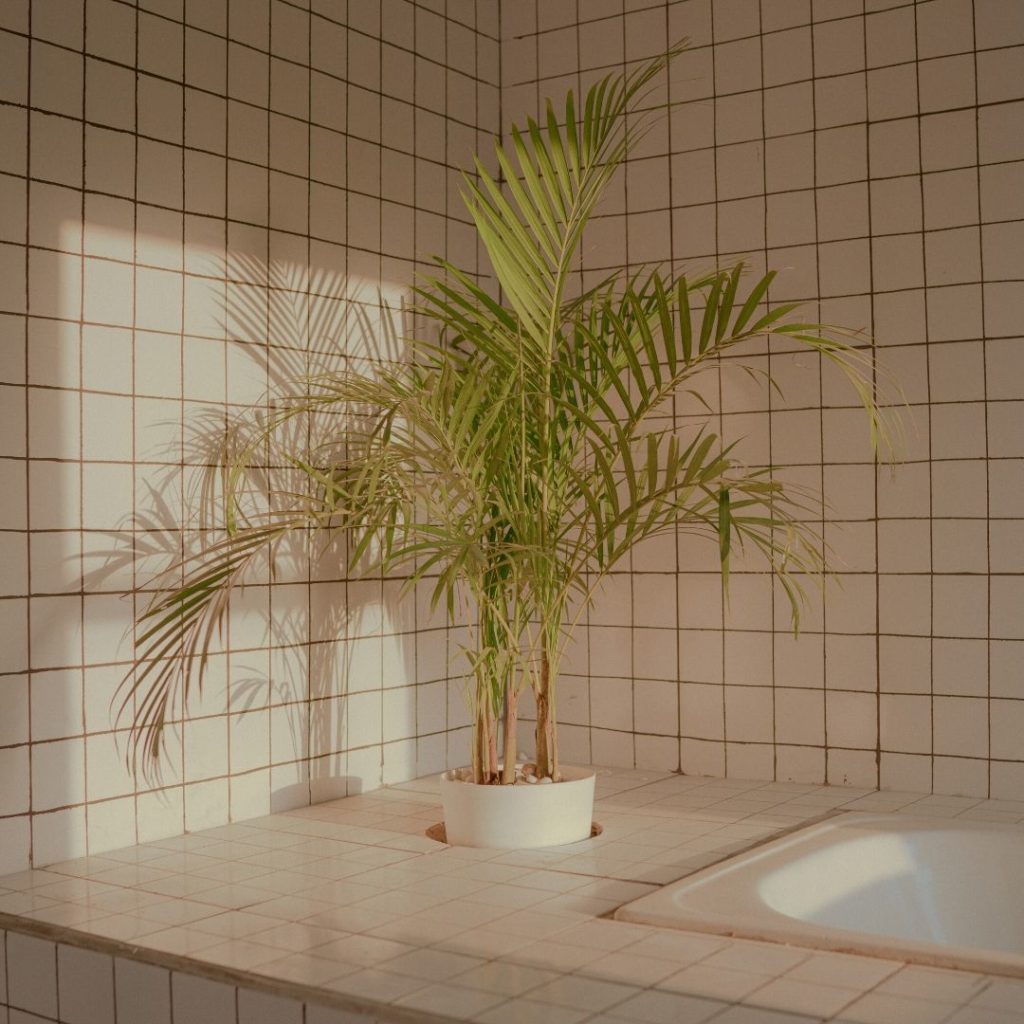 Plants for your bathroom