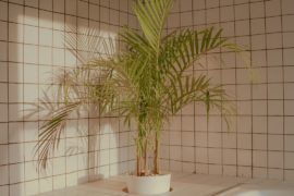 Plants for your bathroom