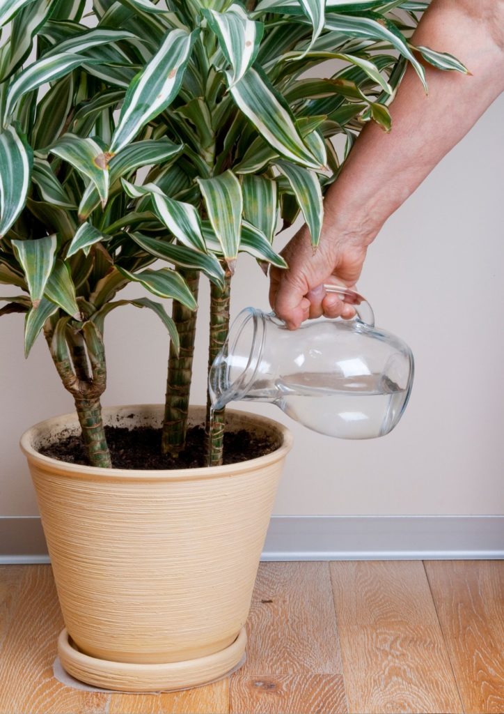 Why your indoor plants leaves keep turning brown