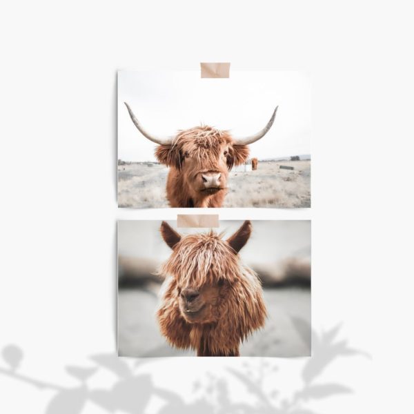 Highland Cow and Lama Set Free Prints