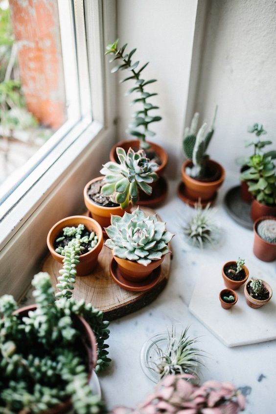 Why your indoor plants leaves keep turning brown