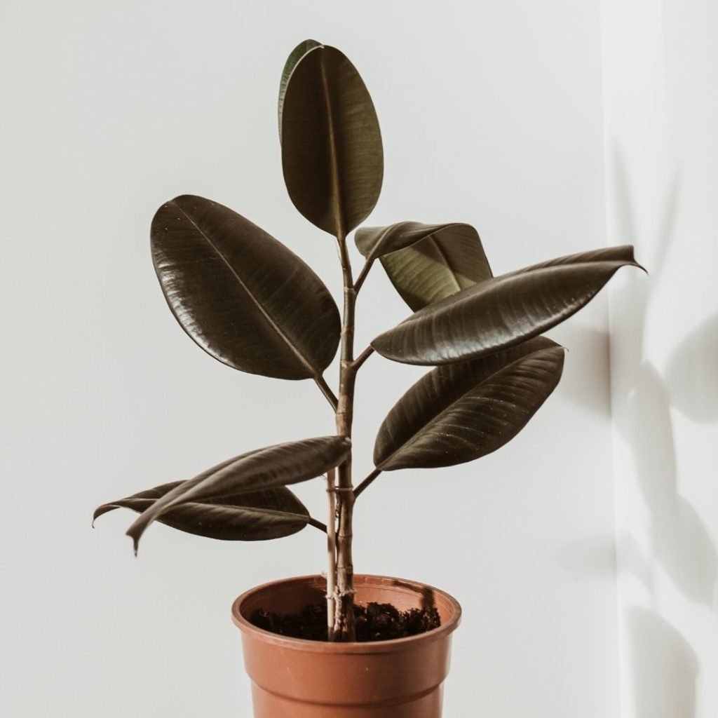 how to grow a rubber plant