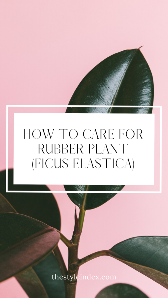 How to Care for Rubber Plant (Ficus Elastica)