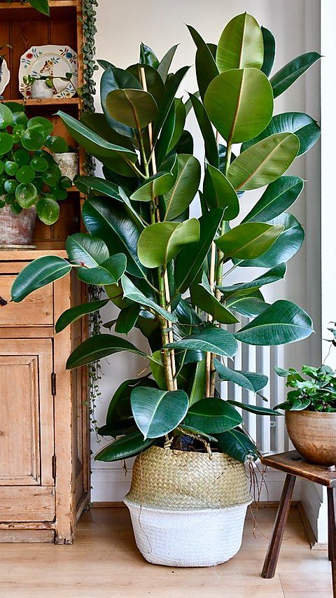 How to Care for Rubber Plant (Ficus Elastica)