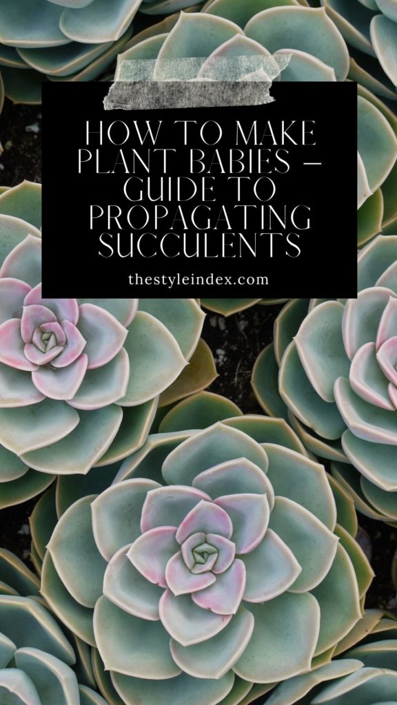 How to make plant babies – Guide to Propagating Succulents