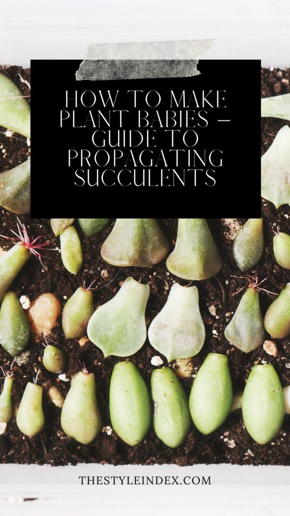 How to make plant babies – Guide to Propagating Succulents