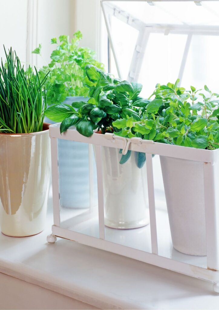 Easy to grow herbs!