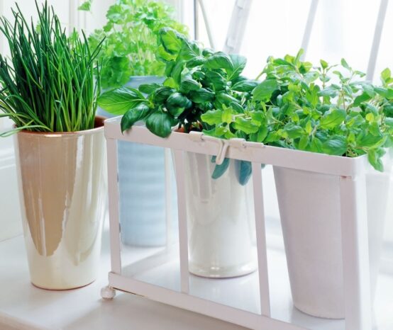 Growing herbs doesn’t have to be complicated! Easy-to-grow herbs